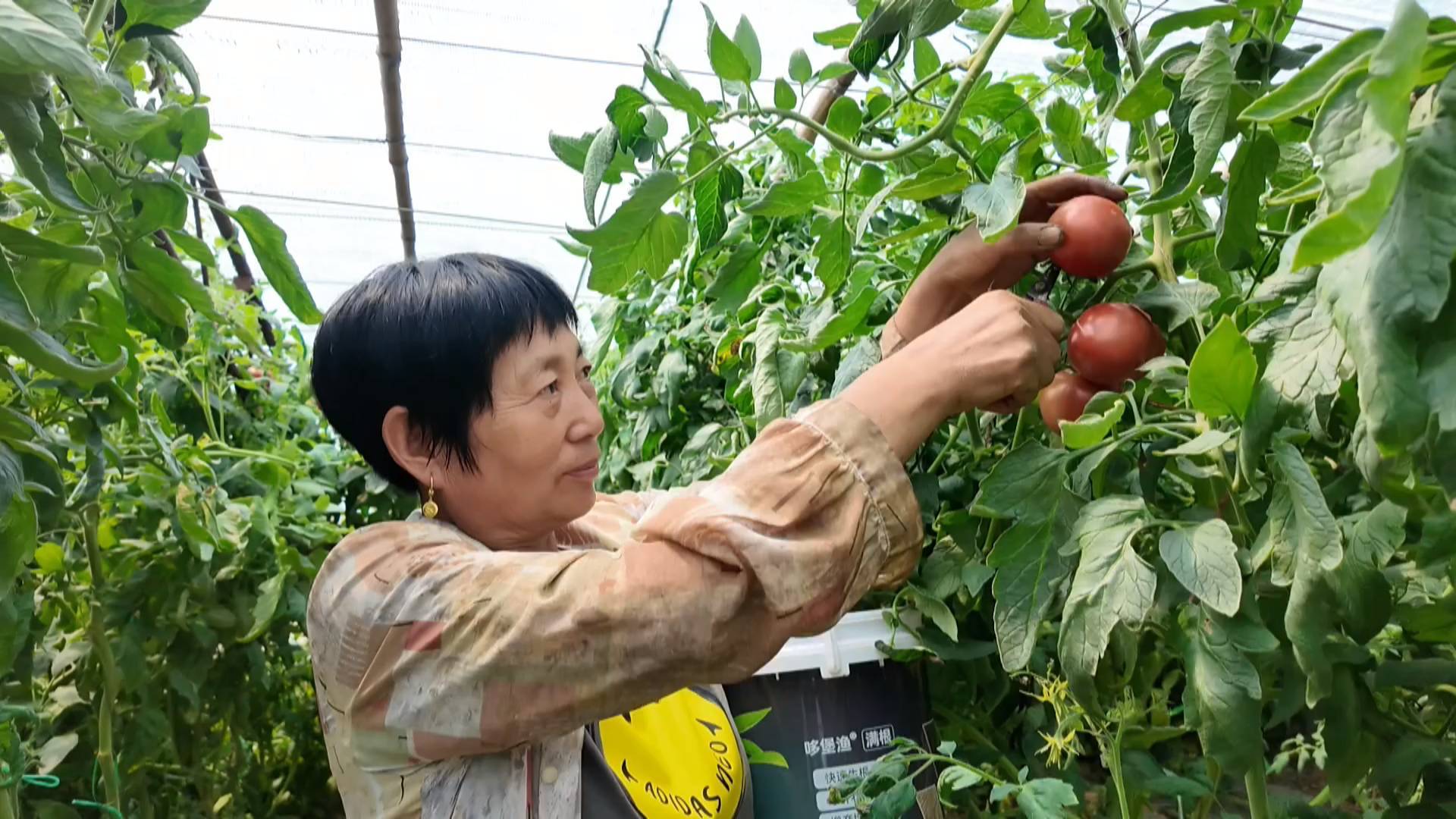新模式打开新销路 多元发展助农增收