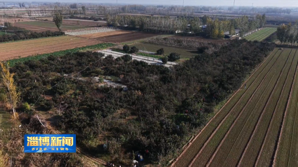 【淄博新闻】【打造乡村振兴齐鲁样板】高青：产业赋能强根基 富民增收兴乡村