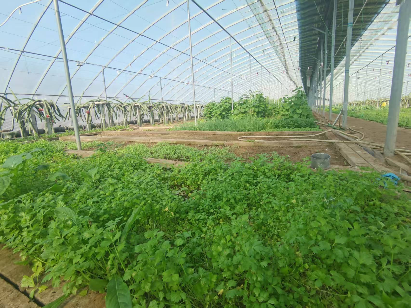 淄博新农人&ldquo;南果北种&rdquo;激活冬日经济