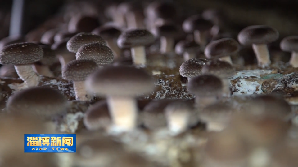 【淄博新闻】【走在前 挑大梁&middot;产业链上的山东好品牌】创新为钥 打开中国香菇全球&ldquo;出海门&rdquo;
