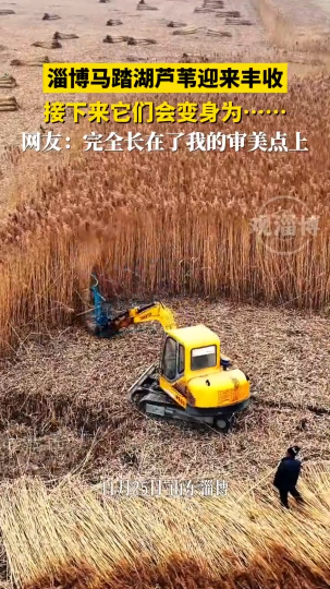 淄博马踏湖芦苇迎来丰收，接下来它们会变身为......