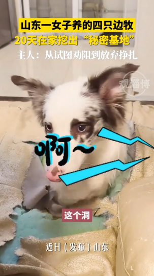 山东一女子养的四只边牧，20天在家挖出&ldquo;秘密基地&rdquo;