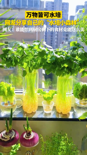 万物皆可水培，网友分享自己的&ldquo;水培小森林&rdquo;