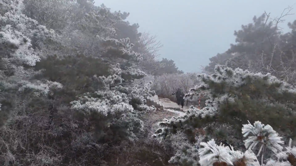 雾凇漫岭 鲁山出现今冬首场雾凇景观