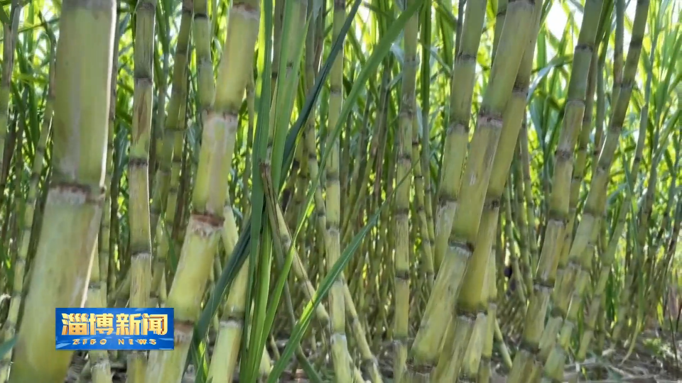 【淄博新闻】【打造乡村振兴齐鲁样板】淄博：南果北种结新果 特色产业促增收