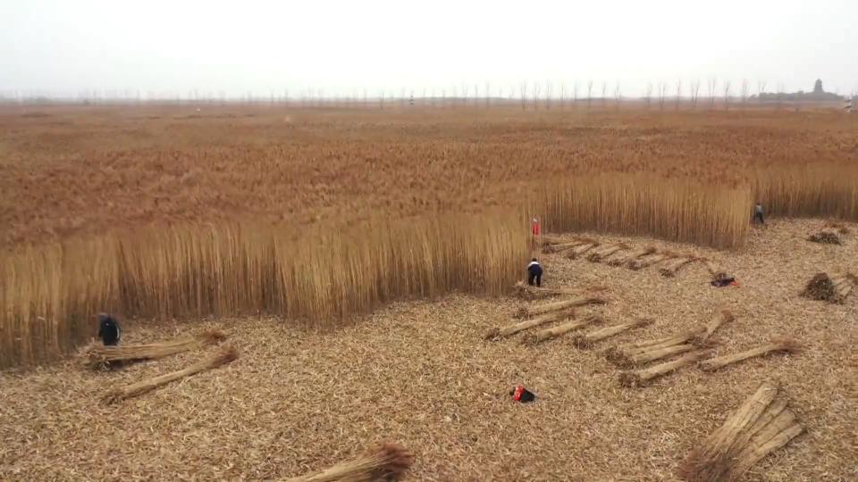 万亩芦苇开镰收割 &ldquo;编织&rdquo;乡村增收图景