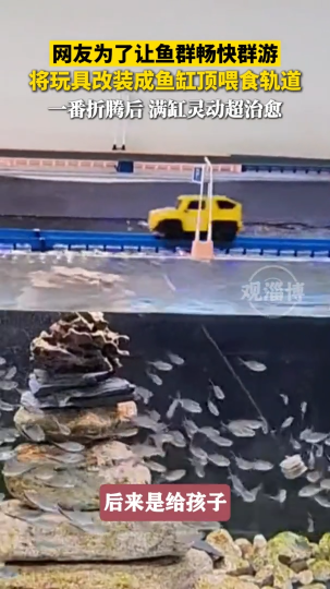 网友为了让鱼群畅快群游，将玩具改装成鱼缸顶喂食轨道