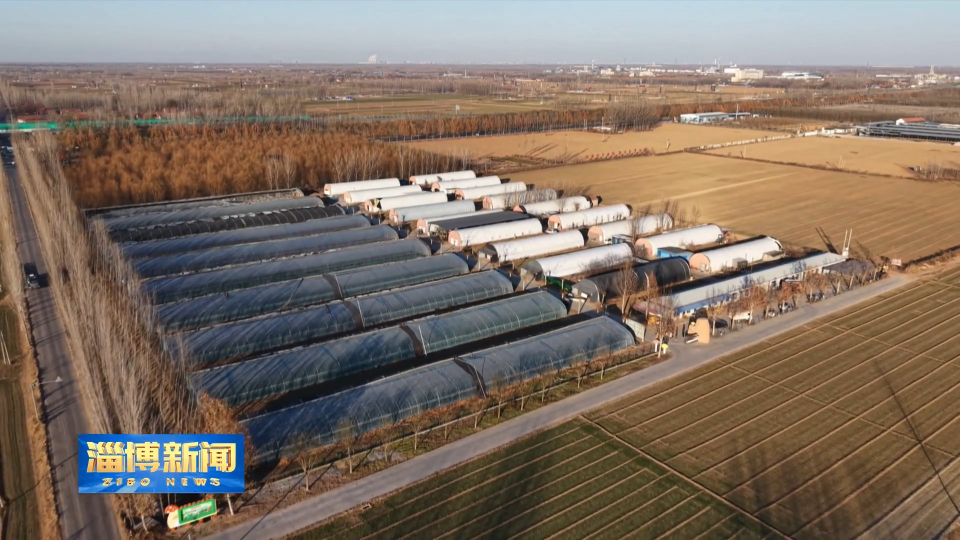 【淄博新闻】【打造乡村振兴齐鲁样板】高青：精准服务助力菌菇产业&ldquo;蝶变&rdquo;