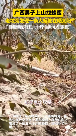 广西一男子上山找蜂蜜，发现一条大蟒蛇在晒太阳