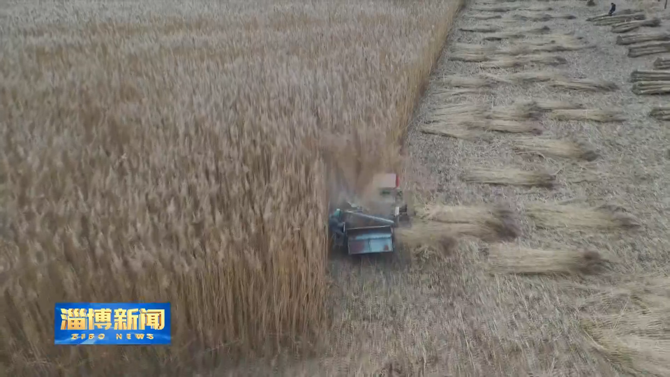 【淄博新闻】【一线调研&middot;&ldquo;镇&rdquo;兴路上】小芦苇&ldquo;编&rdquo;出村民致富路