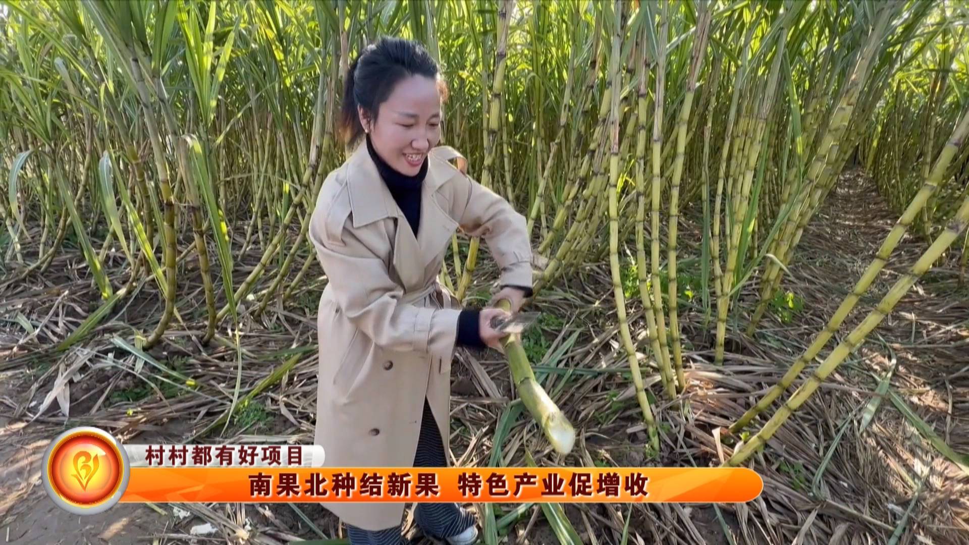 【村村都有好项目】南果北种结新果 特色产业促增收