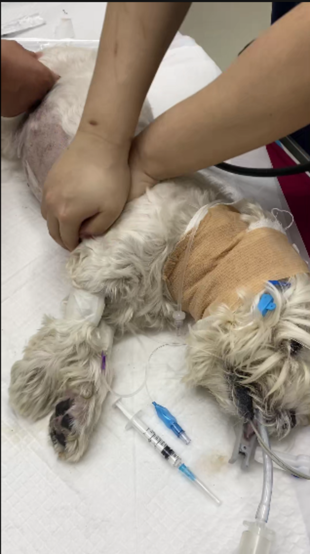 男子小区内投毒致9条犬只死亡，获刑4年！专家解读&rarr;