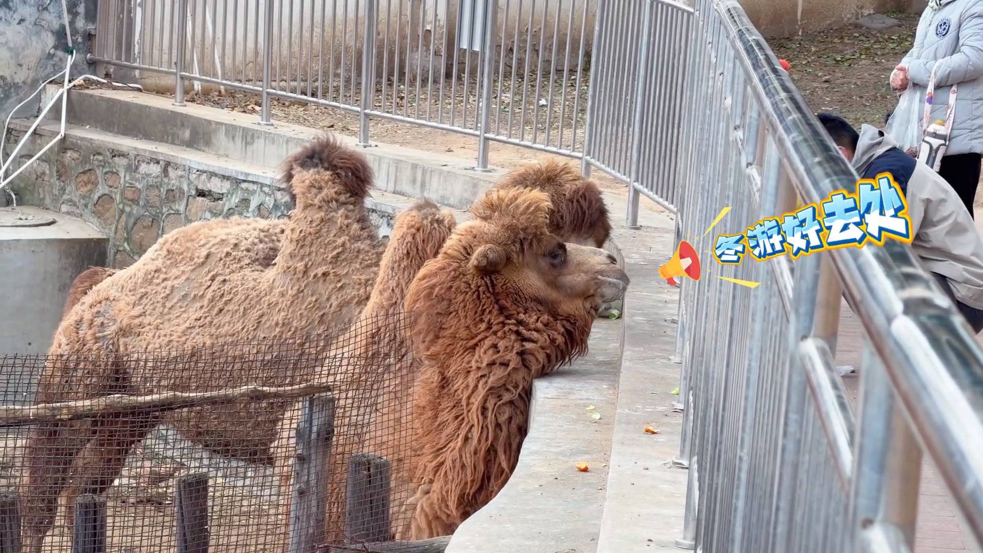《最淄博》&mdash;&mdash;冬游淄博  打卡免费动物园