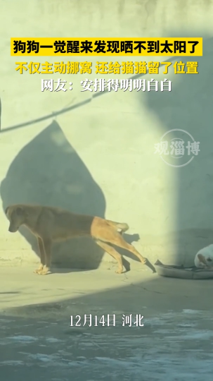 狗狗一觉醒来发现晒不到太阳了，不仅主动挪窝还给猫猫留了位置