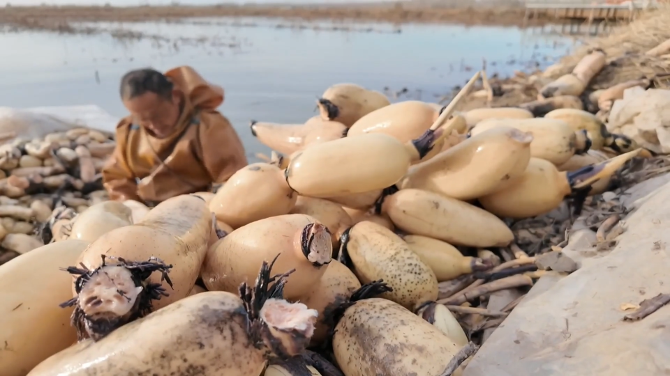 冬季莲藕上市销售旺