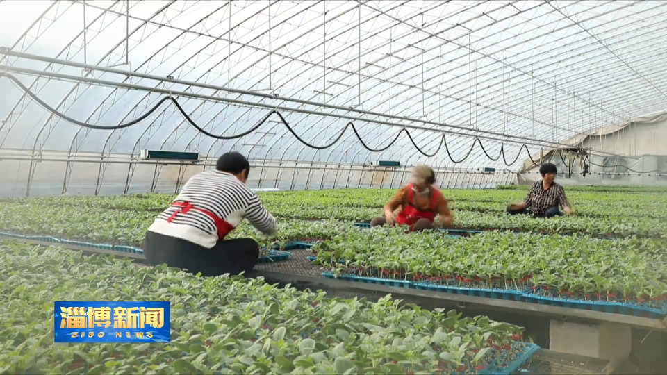 【淄博新闻】【打造乡村振兴齐鲁样板】淄博：片区联动聚合力 乡村振兴绘新图