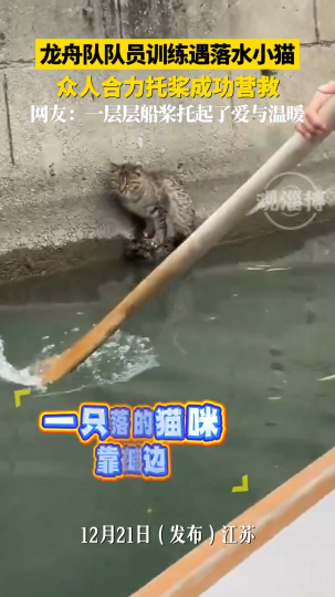 龙舟队队员训练遇落水小猫，众人合力托桨成功营救！