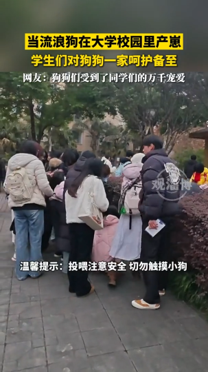 当流浪狗在大学校园里产崽，学生们对狗狗一家呵护备至