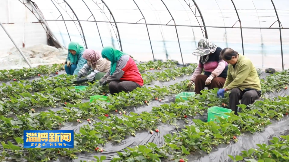 【淄博新闻】【打造乡村振兴齐鲁样板】淄博：冬日果蔬飘香 特色农业赋能乡村振兴