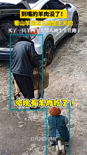 到嘴的羊肉没了！看山羊是怎么逃出生天的