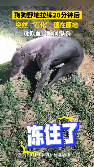 狗狗野地拉练20分钟后，突然&ldquo;石化&rdquo;僵在原地，疑似血管瞬间爆裂！