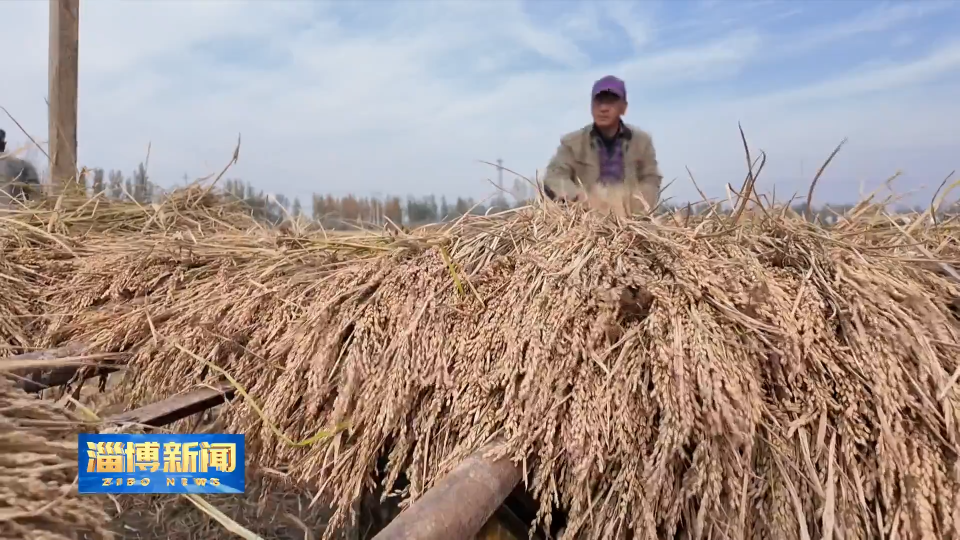 【淄博新闻】【打造乡村振兴齐鲁样板】高青：多元新模式 打通富民增收路