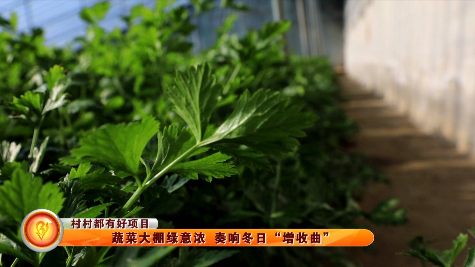 【村村都有好项目】蔬菜大棚绿意浓 奏响冬日&ldquo;增收曲&rdquo;