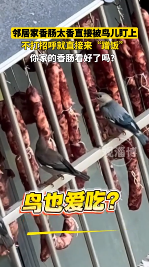 邻居家的香肠被鸟盯上，不打招呼直接来&ldquo;蹭饭&rdquo;