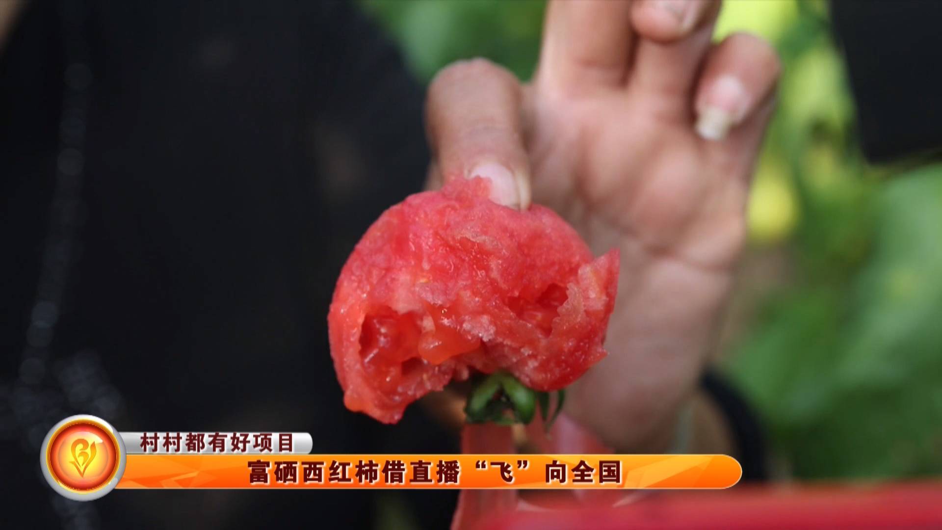 【村村都有好项目】富硒西红柿借直播&ldquo;飞&rdquo;向全国