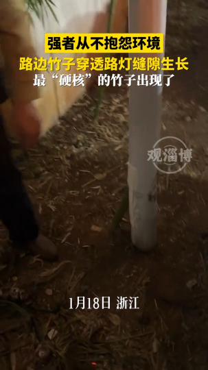 强者从不抱怨环境，路边竹子穿透路灯缝隙生长