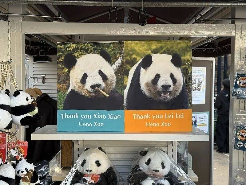 &ldquo;晓晓&rdquo;&ldquo;蕾蕾&rdquo;下周回国！外交部：欢迎日本民众来中国看大熊猫