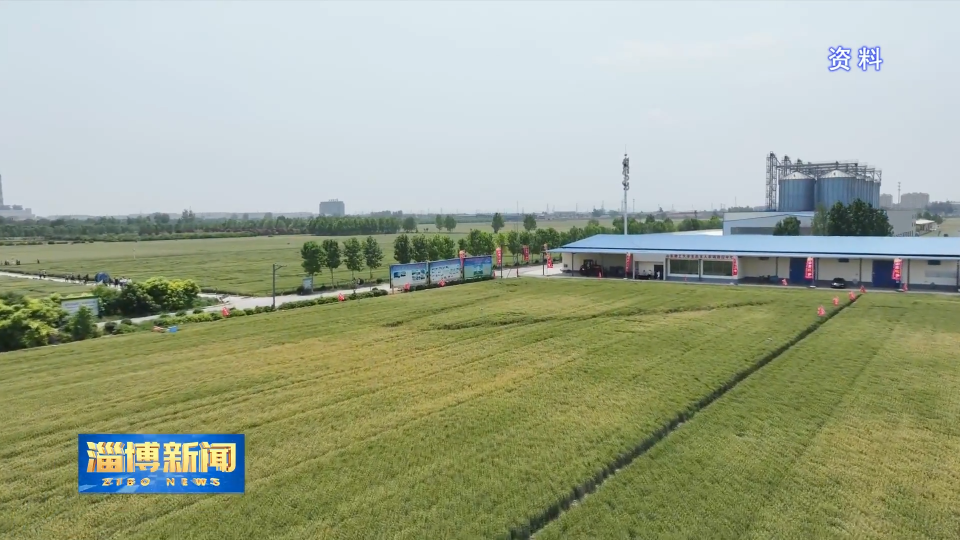 【淄博新闻】【新闻特写】温室小麦好&ldquo;丰&rdquo;景