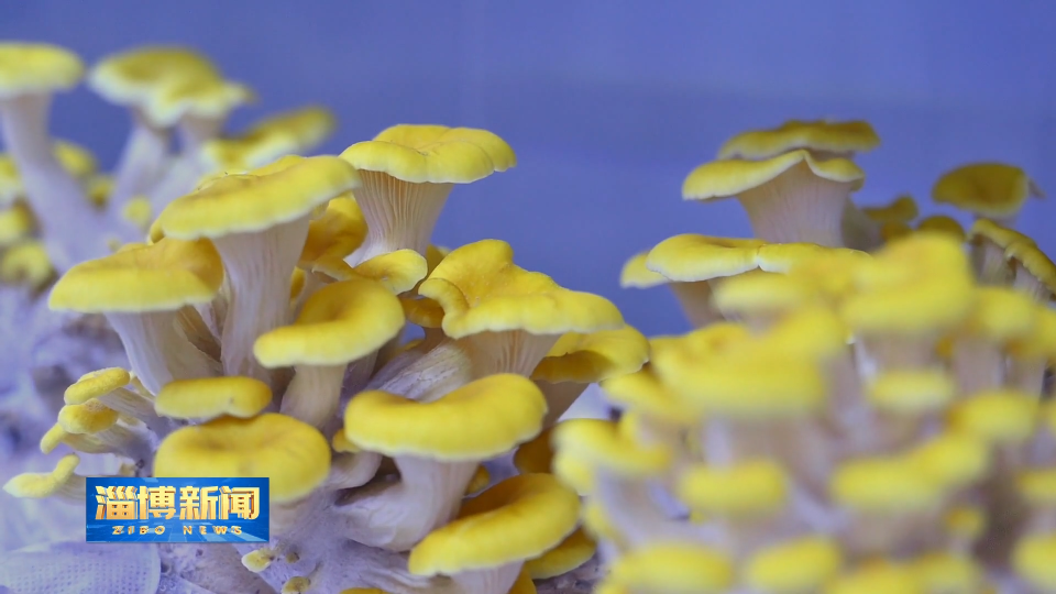 【淄博新闻】科技赋能  让&ldquo;会种菇&rdquo;变&ldquo;慧种菇&rdquo;