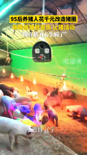 95后养猪人花千元改造猪圈，每晚给猪放音乐，让猪活动