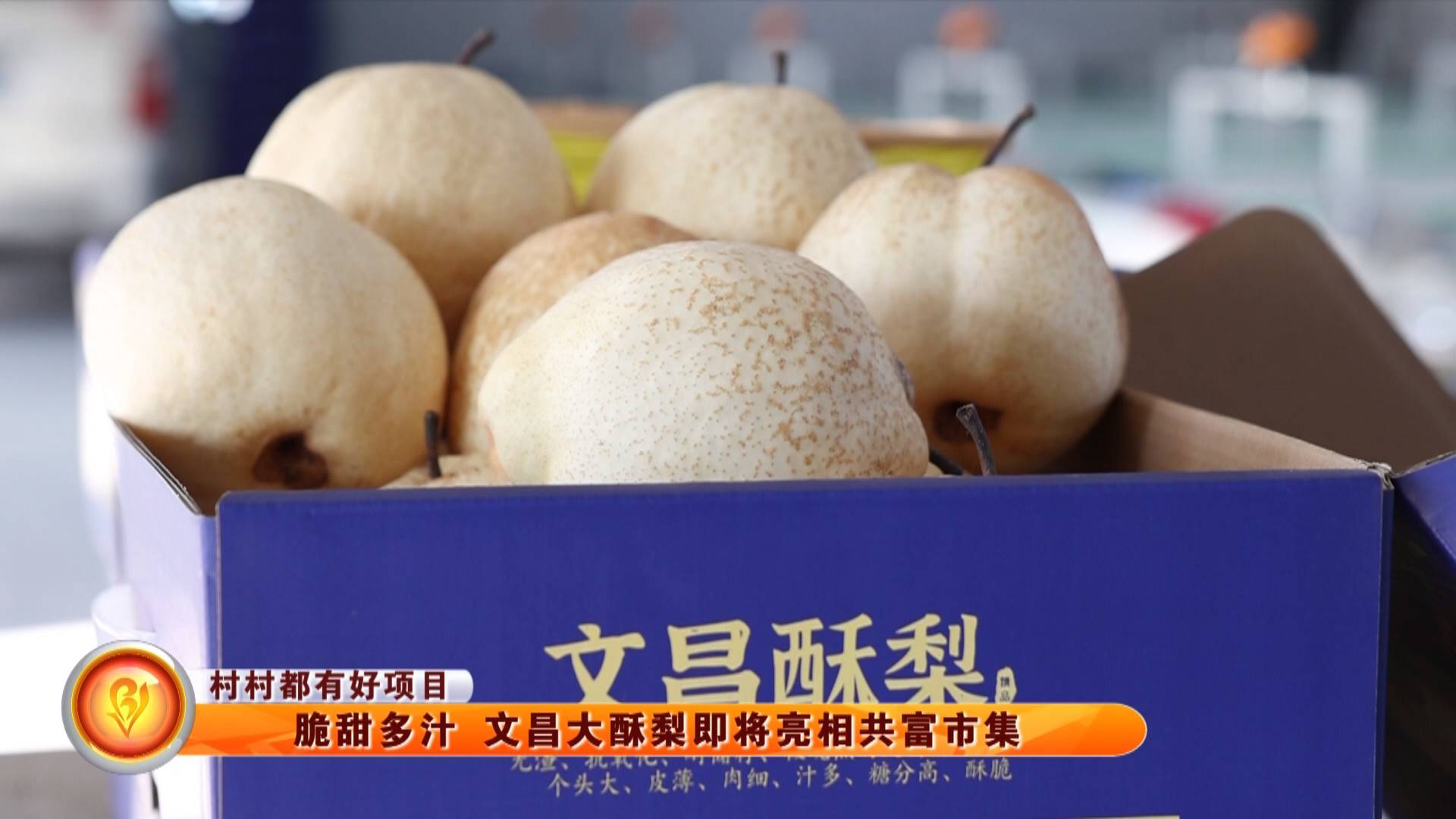 【村村都有好项目】脆甜多汁 文昌大酥梨即将亮相共富市集