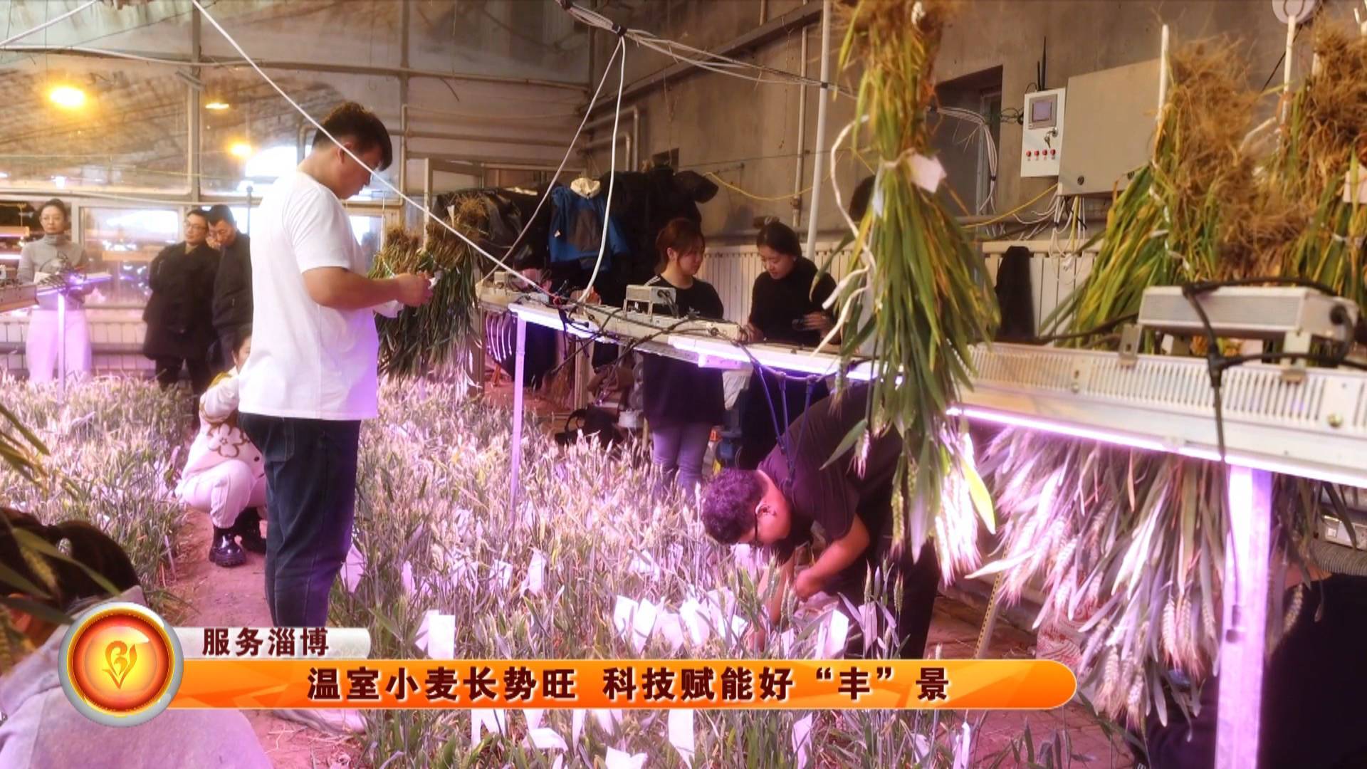 【服务淄博】温室小麦长势旺 科技赋能好&ldquo;丰&rdquo;景