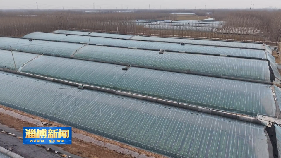 【淄博新闻】【打造乡村振兴齐鲁样板】设施农业铺就富民兴农新路径