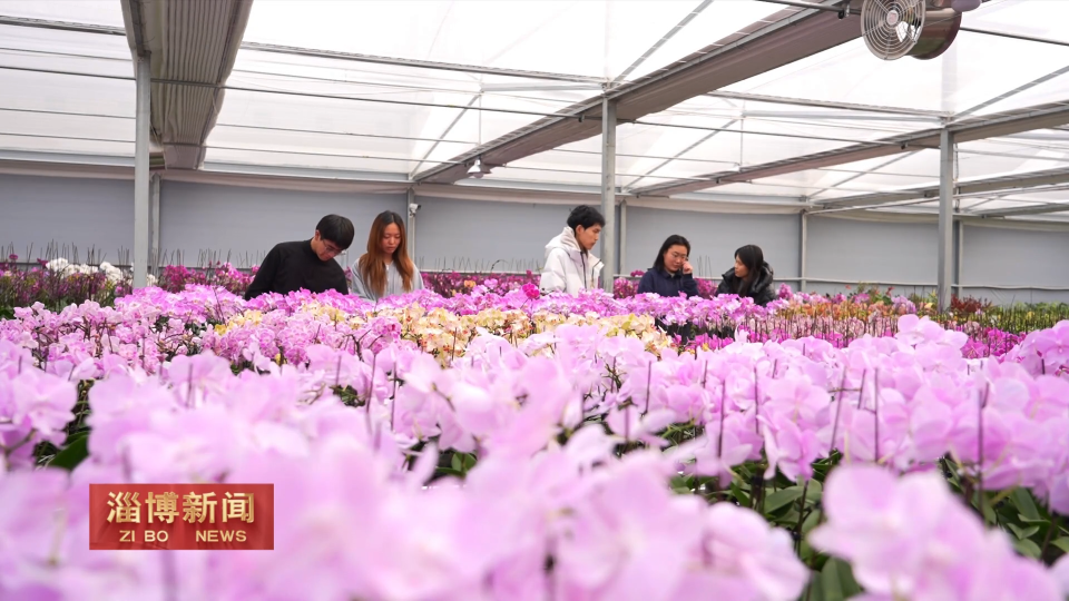 【淄博新闻】【新春走基层&middot;村村都有好项目】博山区窑广村：10万株蝴蝶兰绽放 年宵花市迎消费热潮