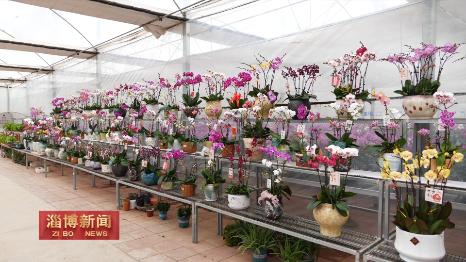 【淄博新闻】【村村都有好项目】组盆花卉走出芬芳致富路