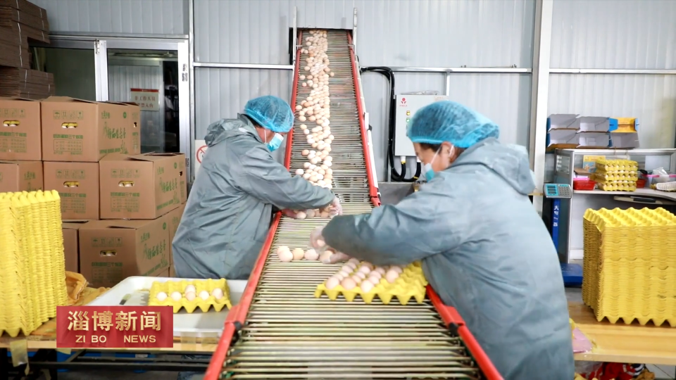 【淄博新闻】【新春走基层&middot;村村都有好项目】 郭米新村：DHA鸡蛋孵出乡村振兴&ldquo;钱&rdquo;景