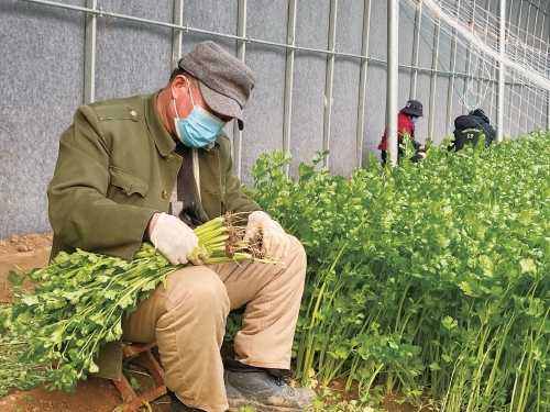 党旗映红合作社