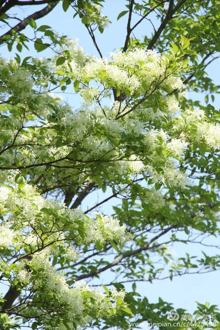 张店博山淄川这种美丽的树都开花了