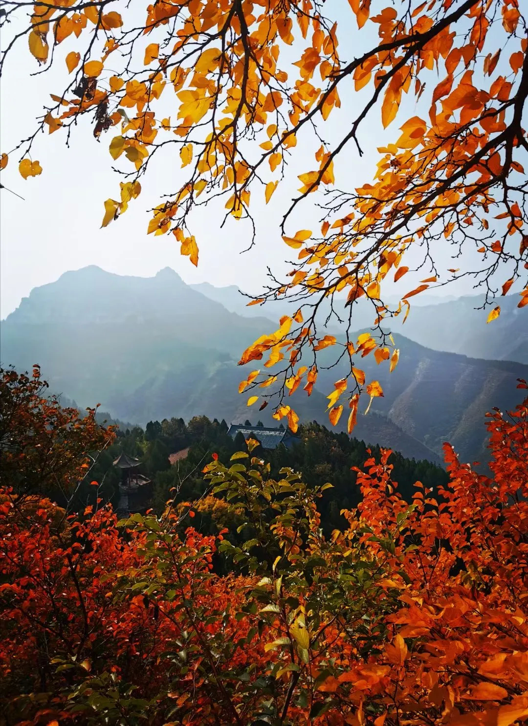 淄川红叶景点大全图片