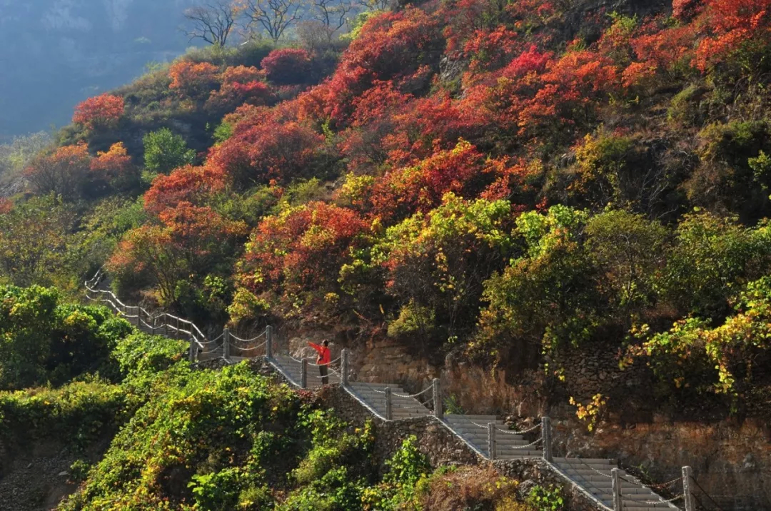 淄川红叶景点大全图片