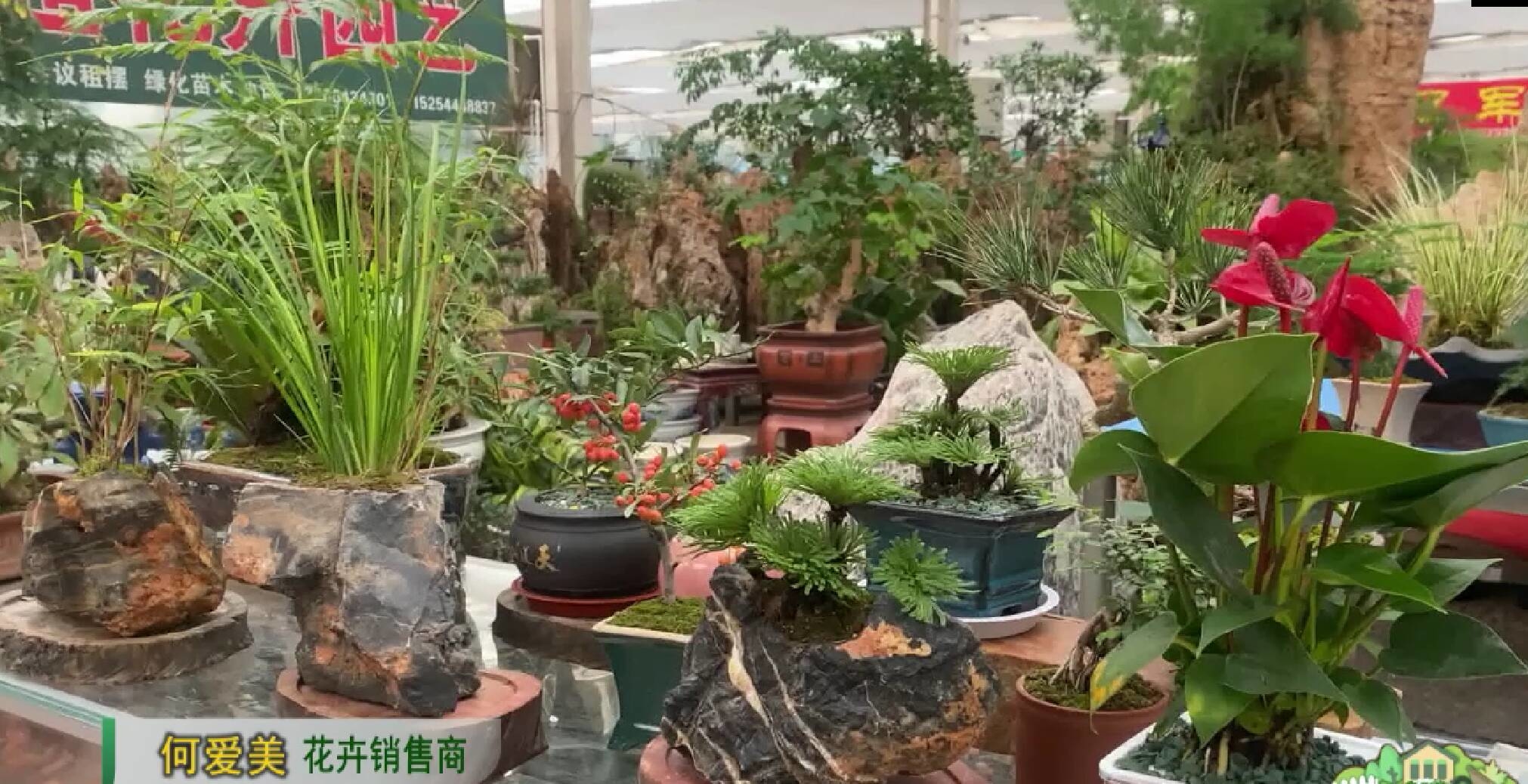 花卉价格大全排行榜