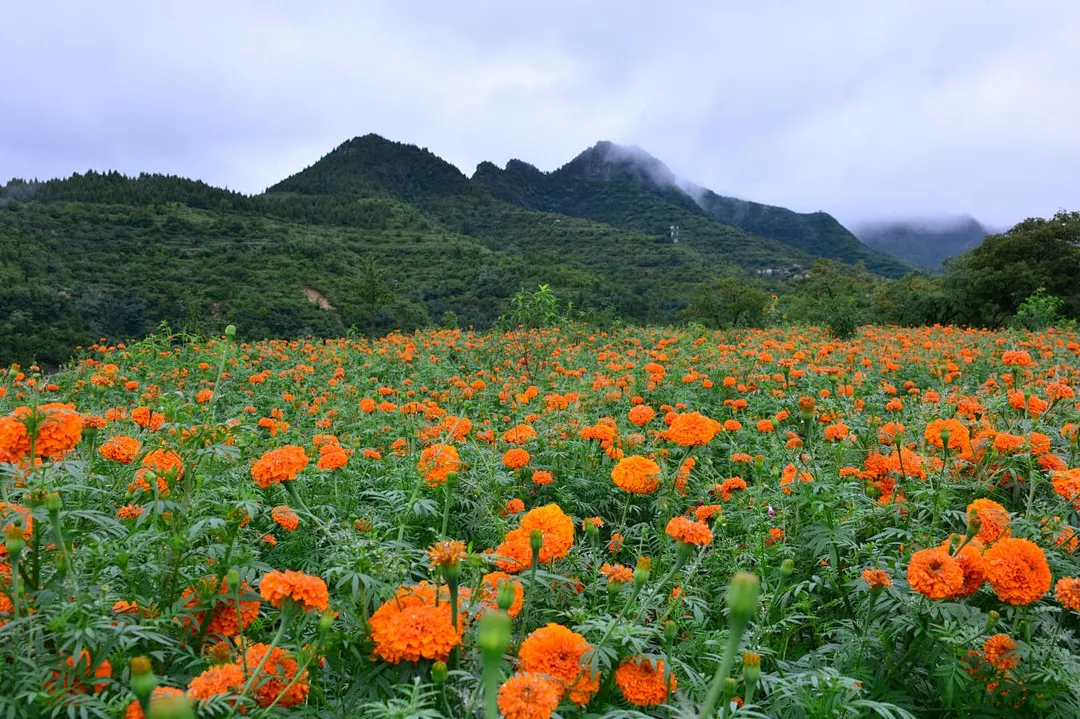 下端士高山花海.png 图片