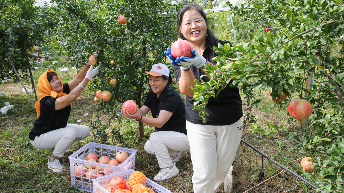 金秋石榴红果农采摘忙