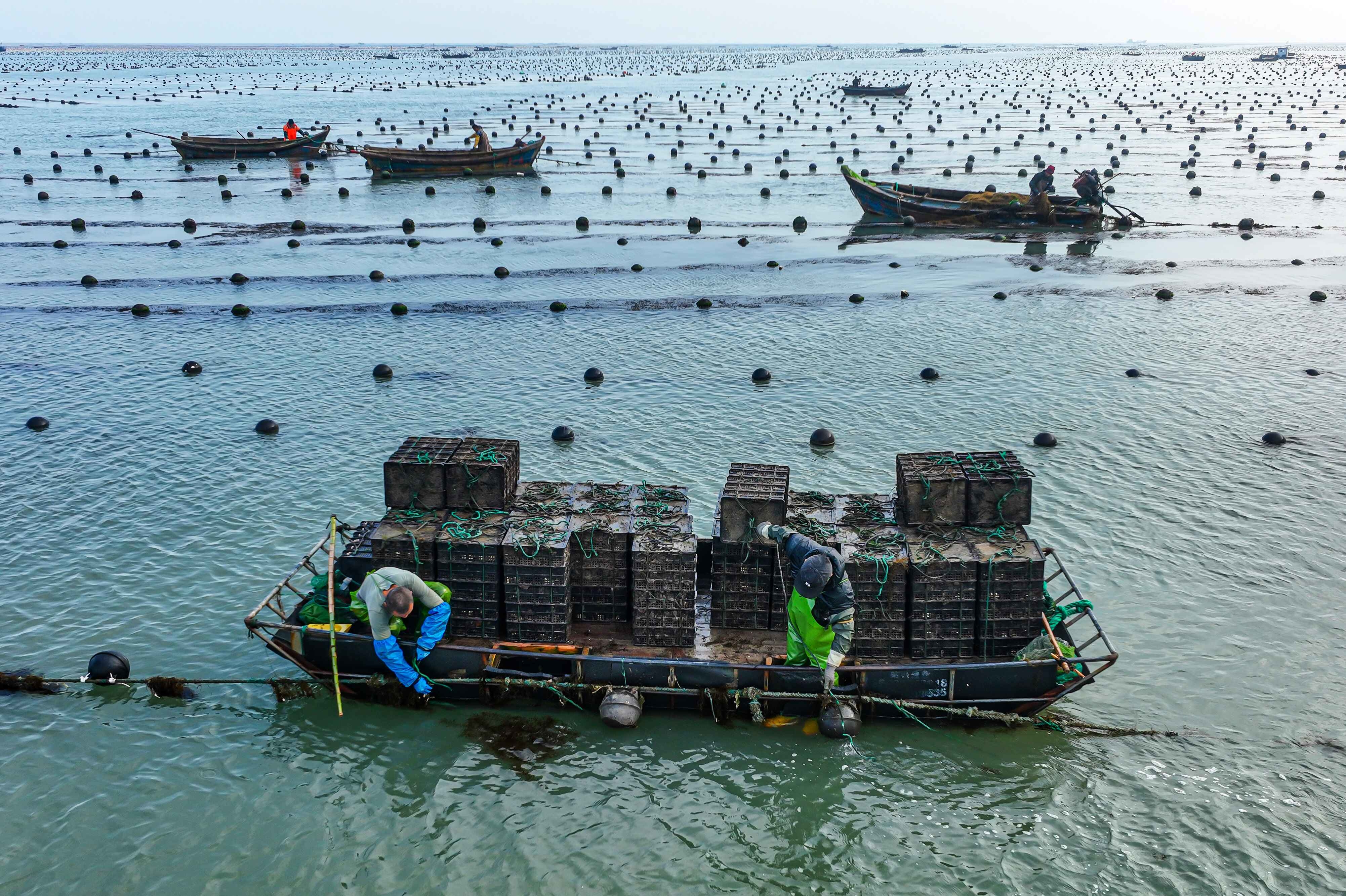 11月10日，在荣成的爱伦湾海洋牧场，渔民从海中手鲍鱼养殖笼。（□记者 陶相银 通讯员 李信君 报道）