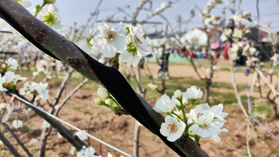 67千树万树梨花开高娄仙境邀您来