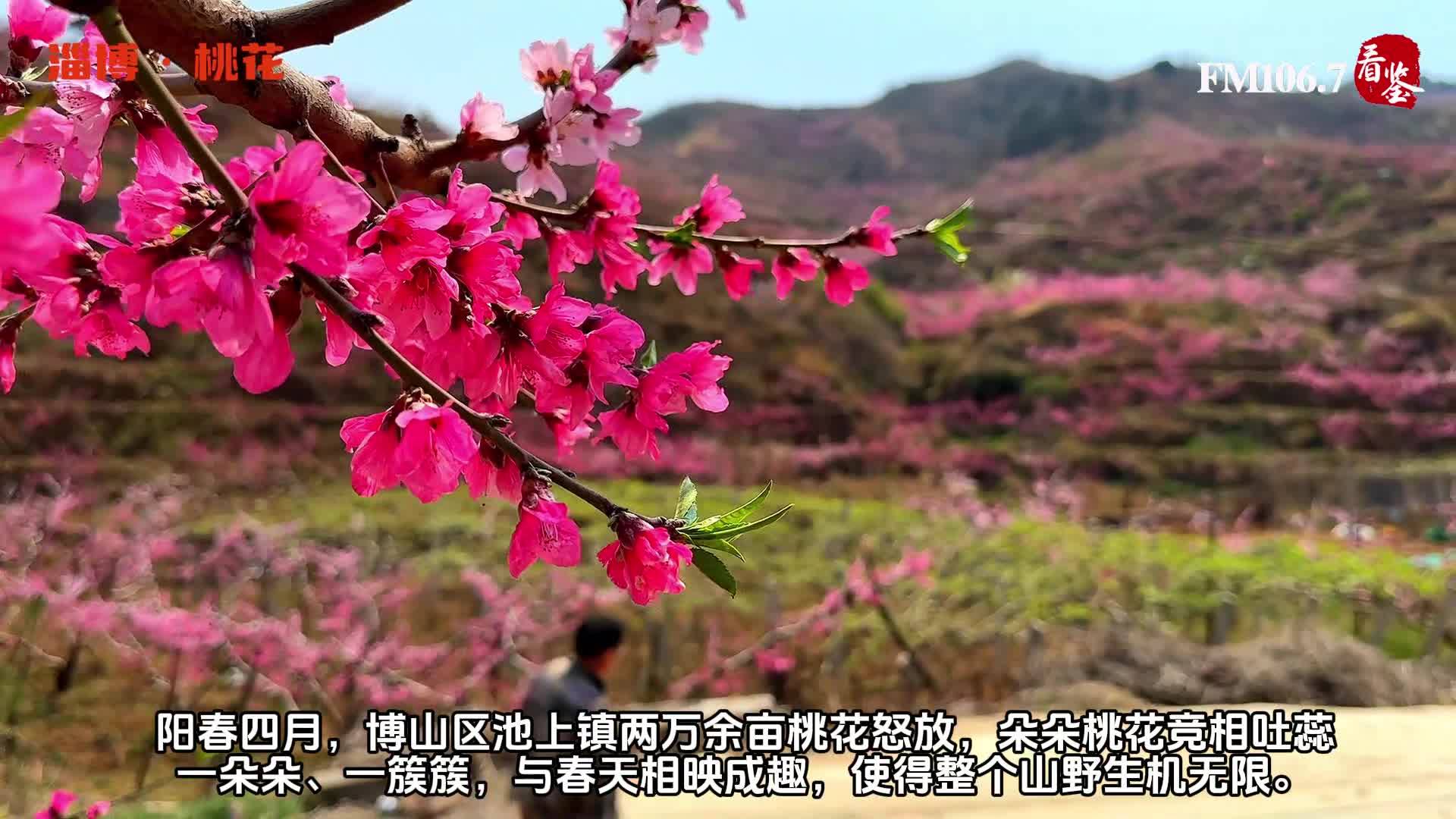 博山池上桃花节图片